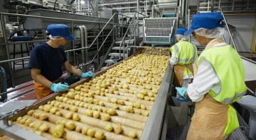 processamento industrial em plantas de batata com máquinas