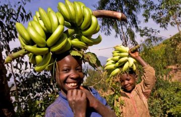 Transformation en profondeur des chips de banane Negeria