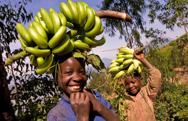 Procesamiento profundo de chips de plátano Negeria