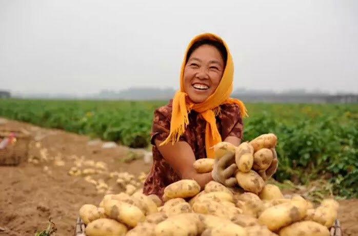 plantation et récolte de pommes de terre