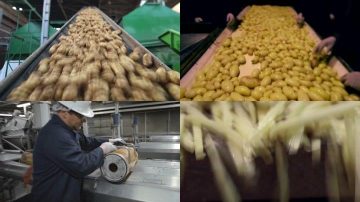 processo de fabricação de batatas fritas congeladas na planta