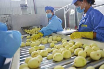 Máquina para hacer patatas fritas para pequeñas empresas.