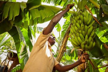 banana plantation in Zimbabwe