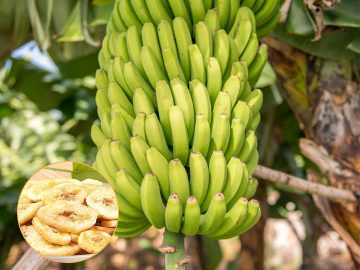 Thailand banana chips business