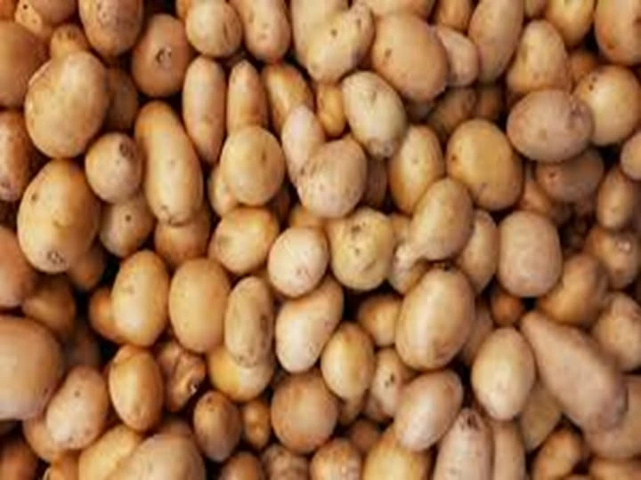 des ressources abondantes en pommes de terre pour le client néerlandais
